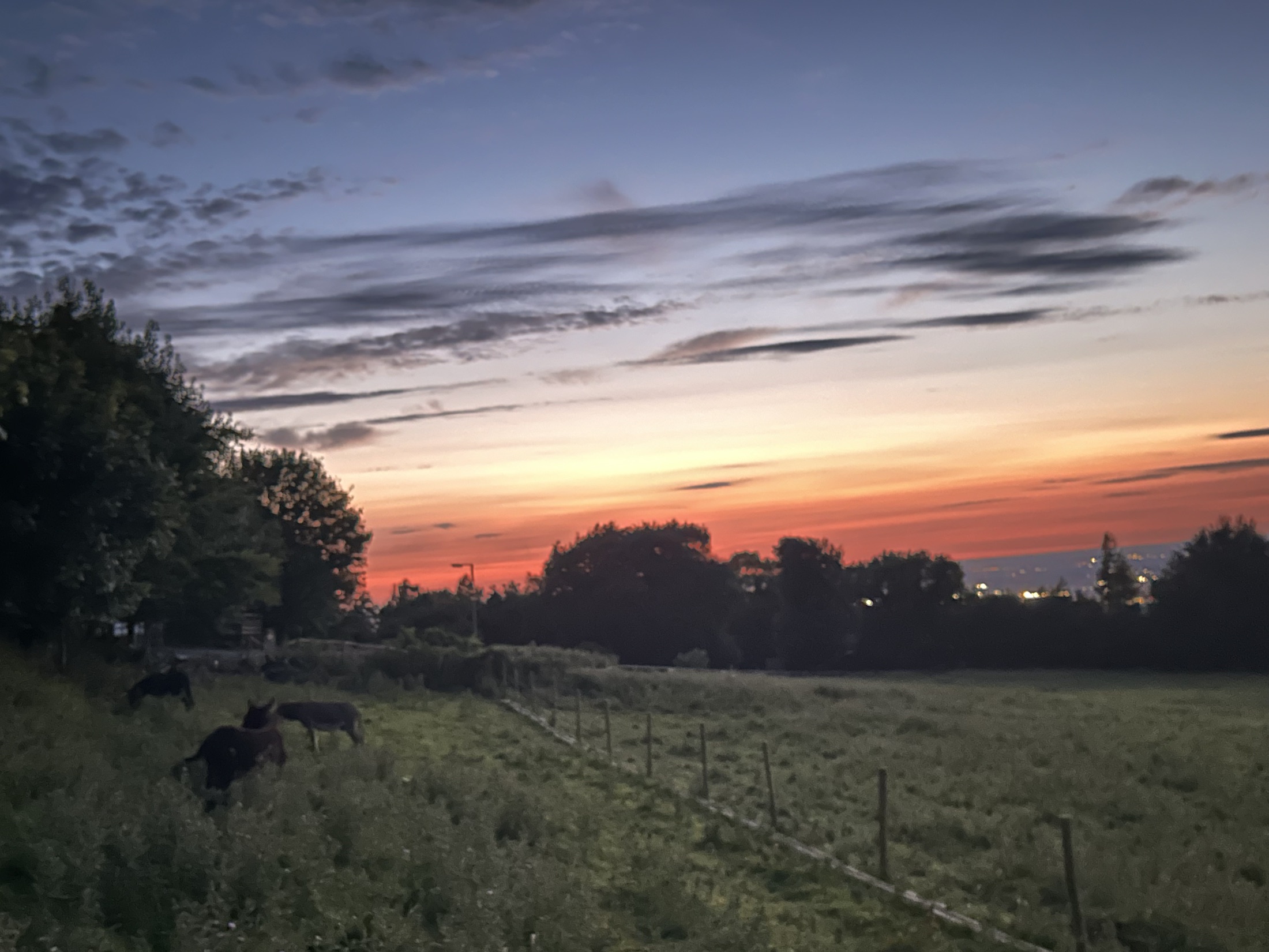 Farm animals grazing beneath a colourful sunset