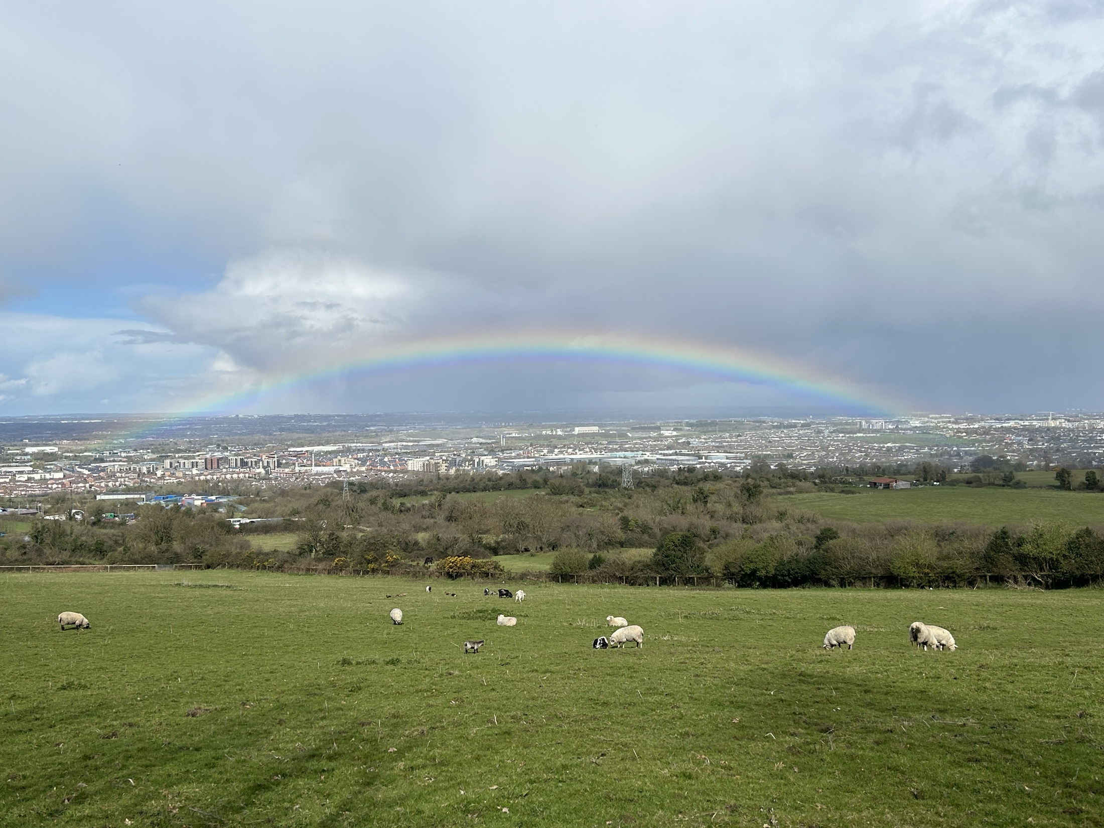 A rainbow above sheep grazing in the green fields