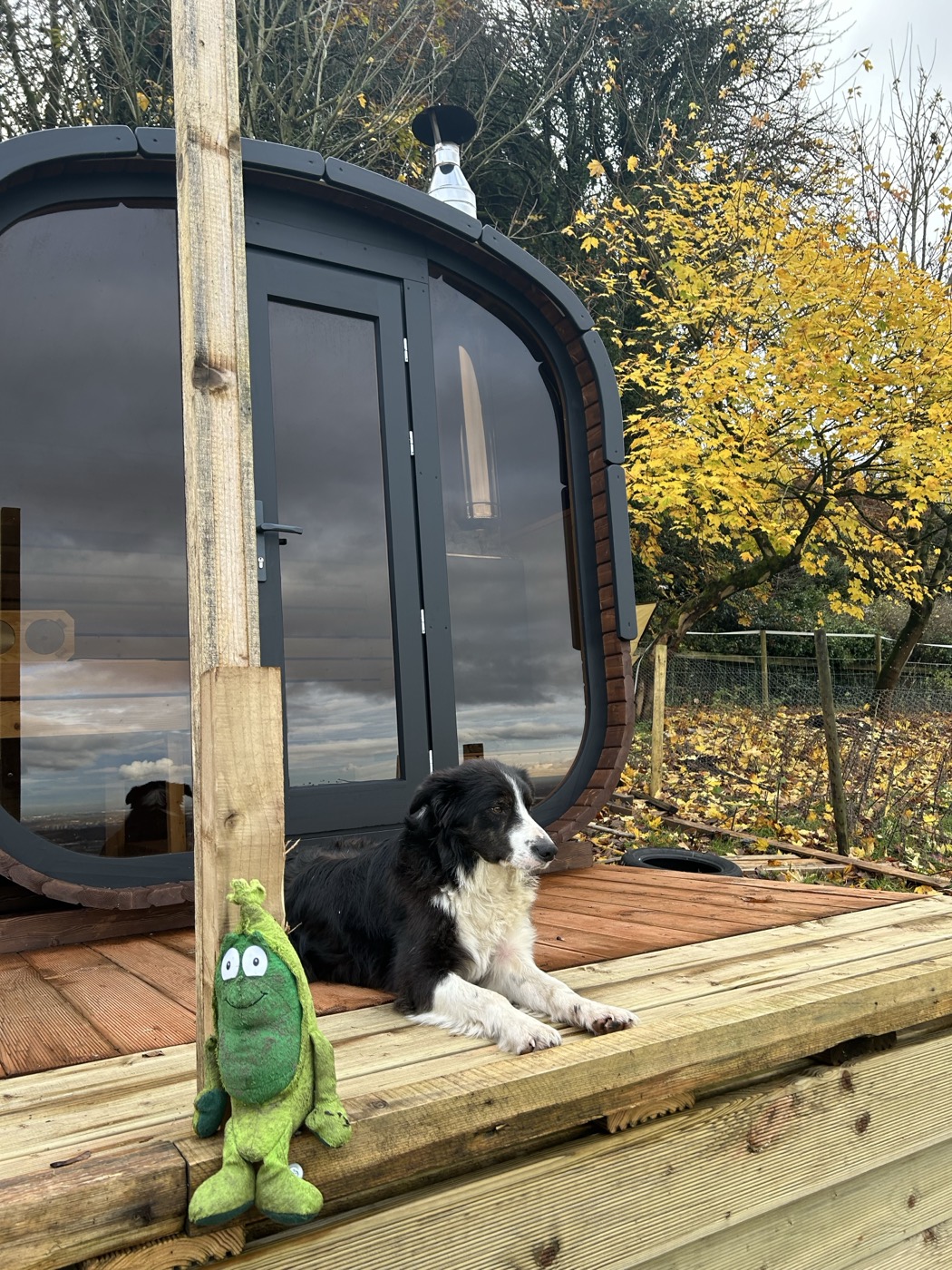 Farm dog relaxing outside a woodland cabin
