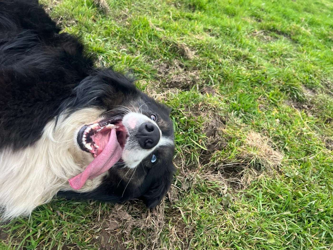 Happy black and white farm dog rolling in the grass