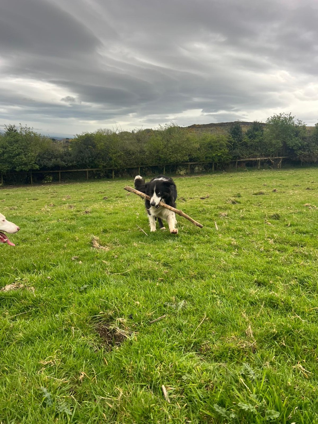 Farm dog carrying a branch across the field