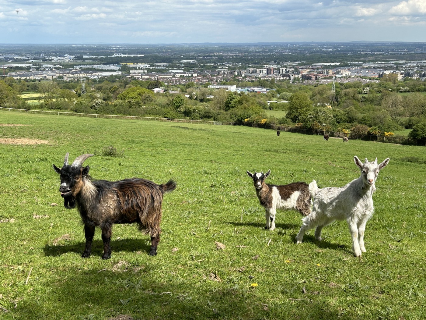 Three goats standing together above the Dublin view