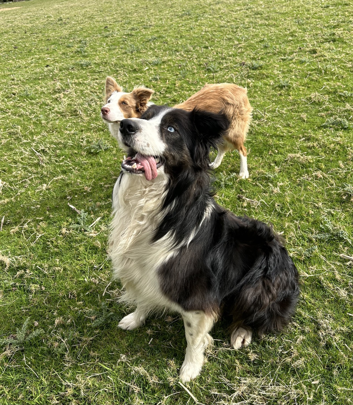Two friendly farm dogs sitting together in the field