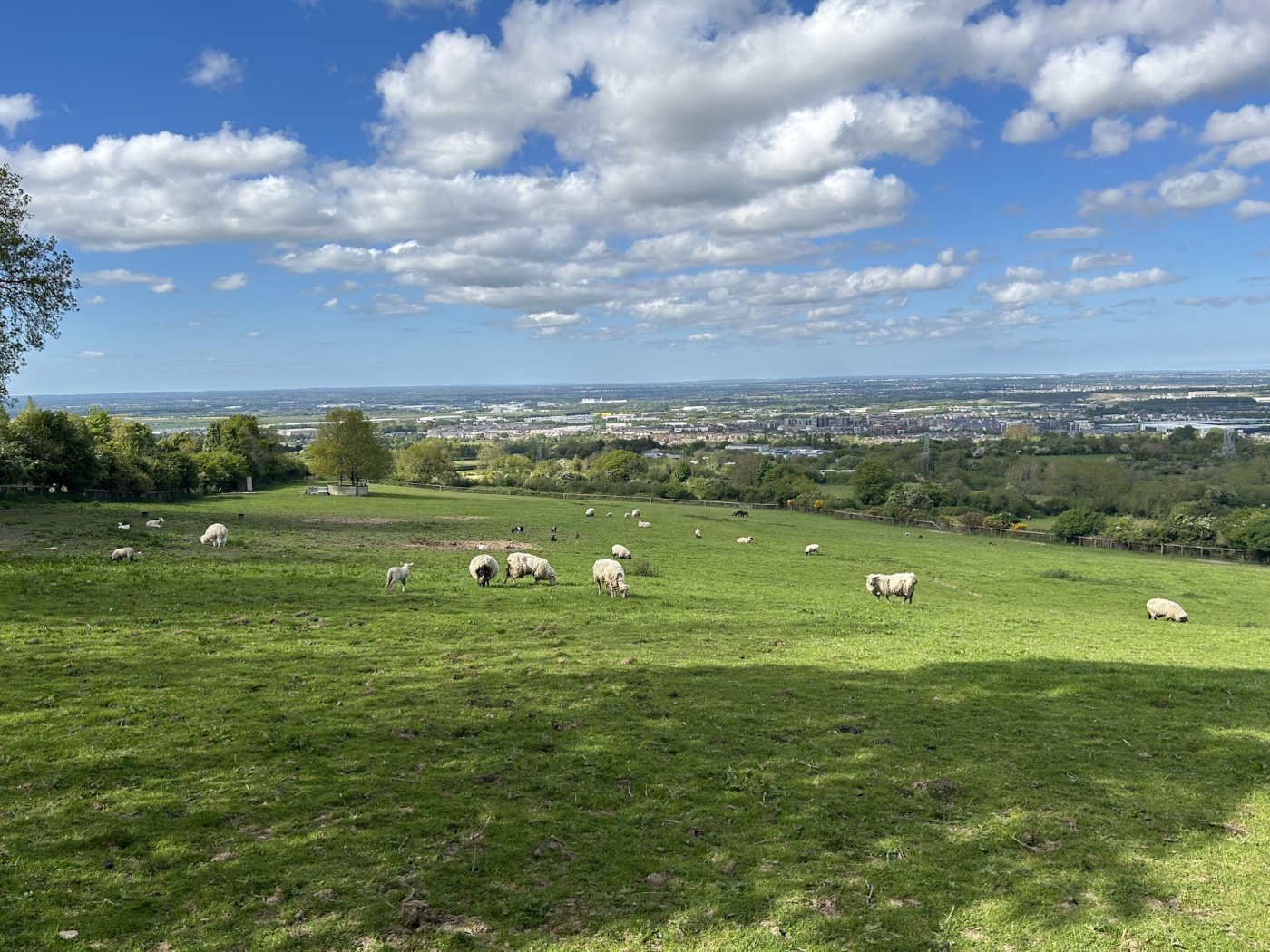 Sheep grazing across the hillside on a bright day
