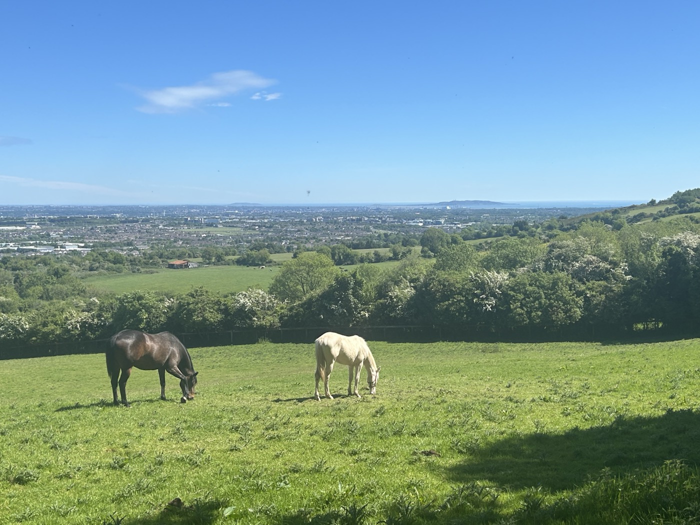 Two horses grazing in the high field