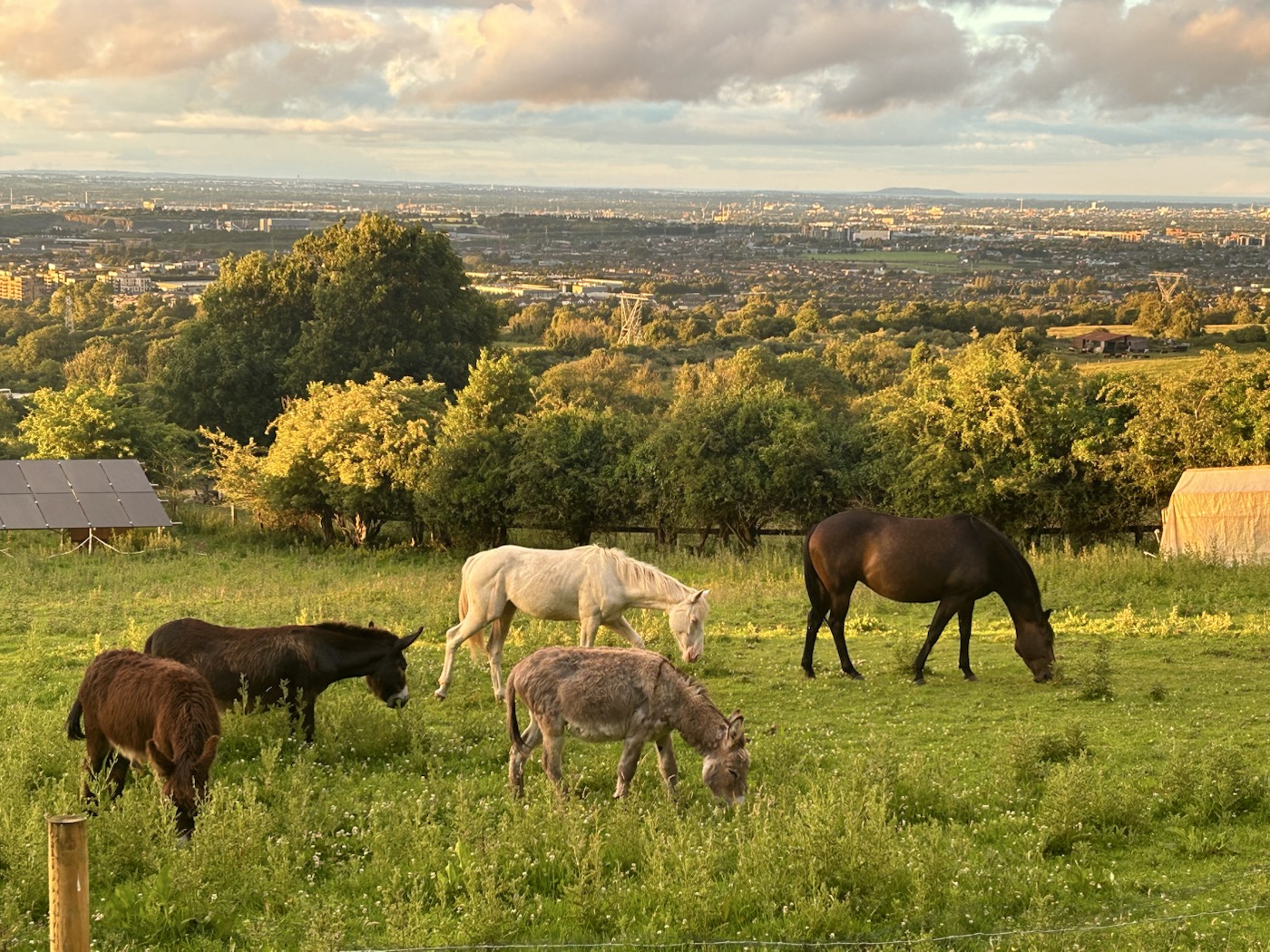 Horses and donkeys grazing together at golden hour