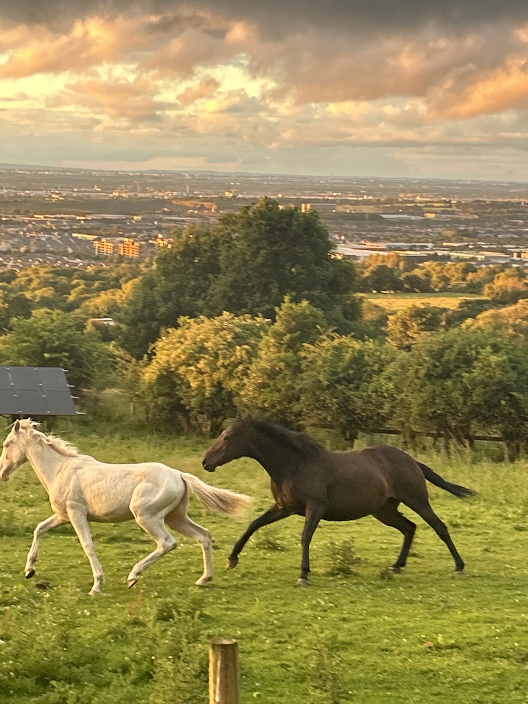Two horses running together across the field
