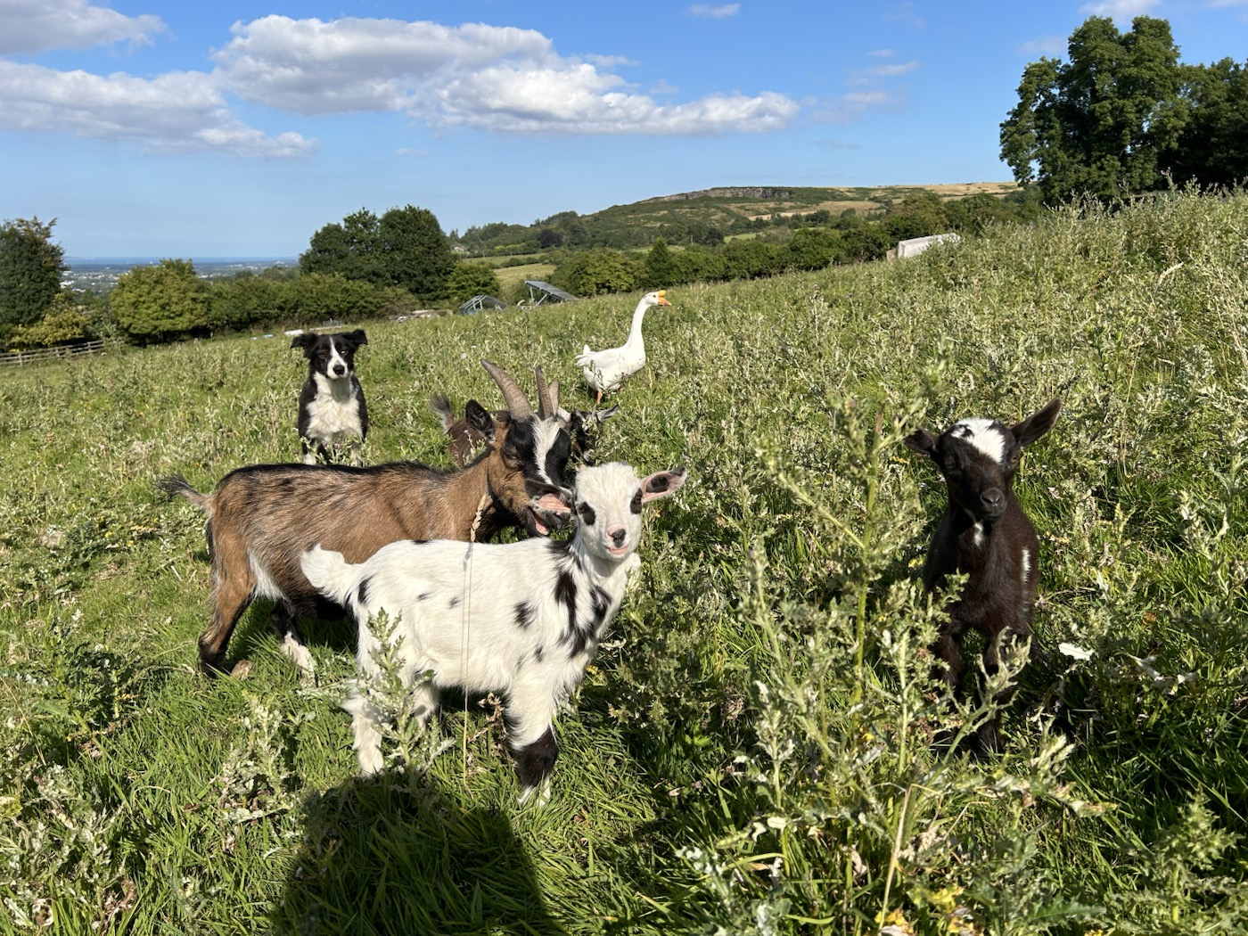 Young goats, a goose and farm dog in a sunny meadow