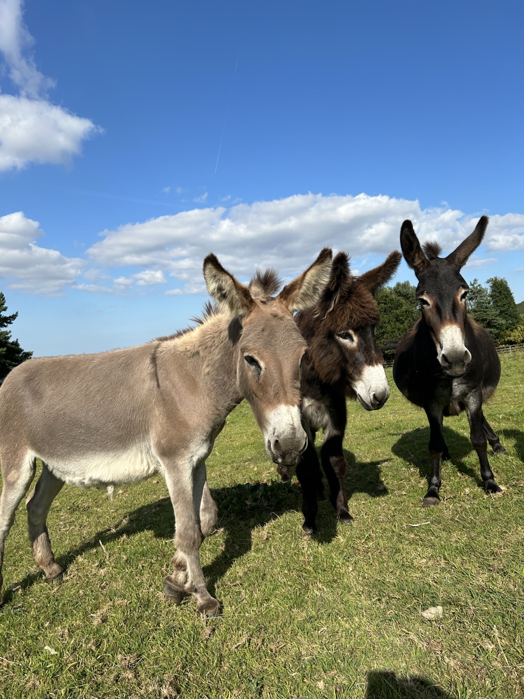 Three donkeys standing together in the sunshine