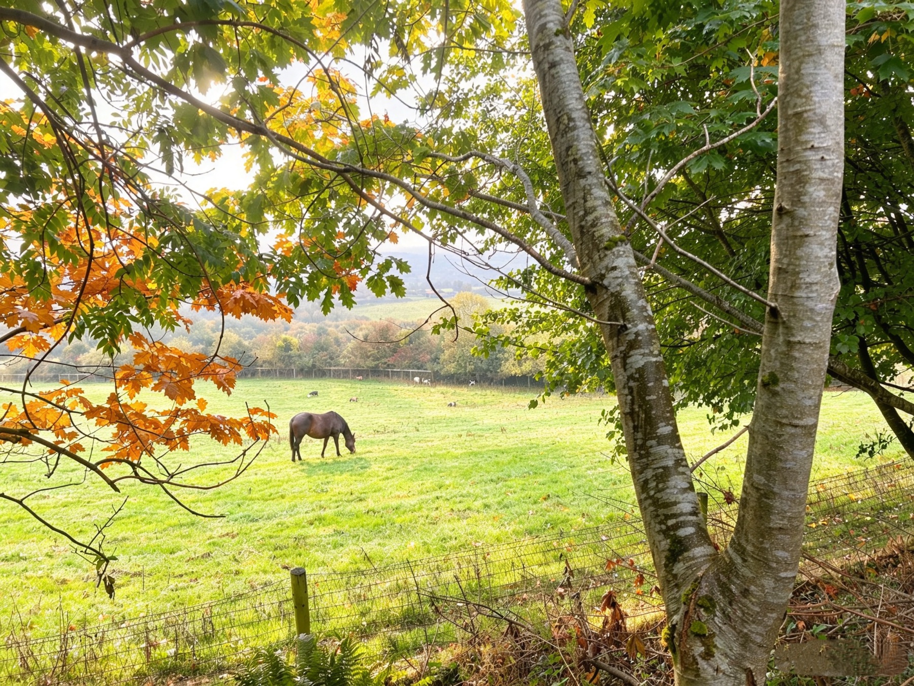 Pastoral view from Farm Cabin toward the grazing field