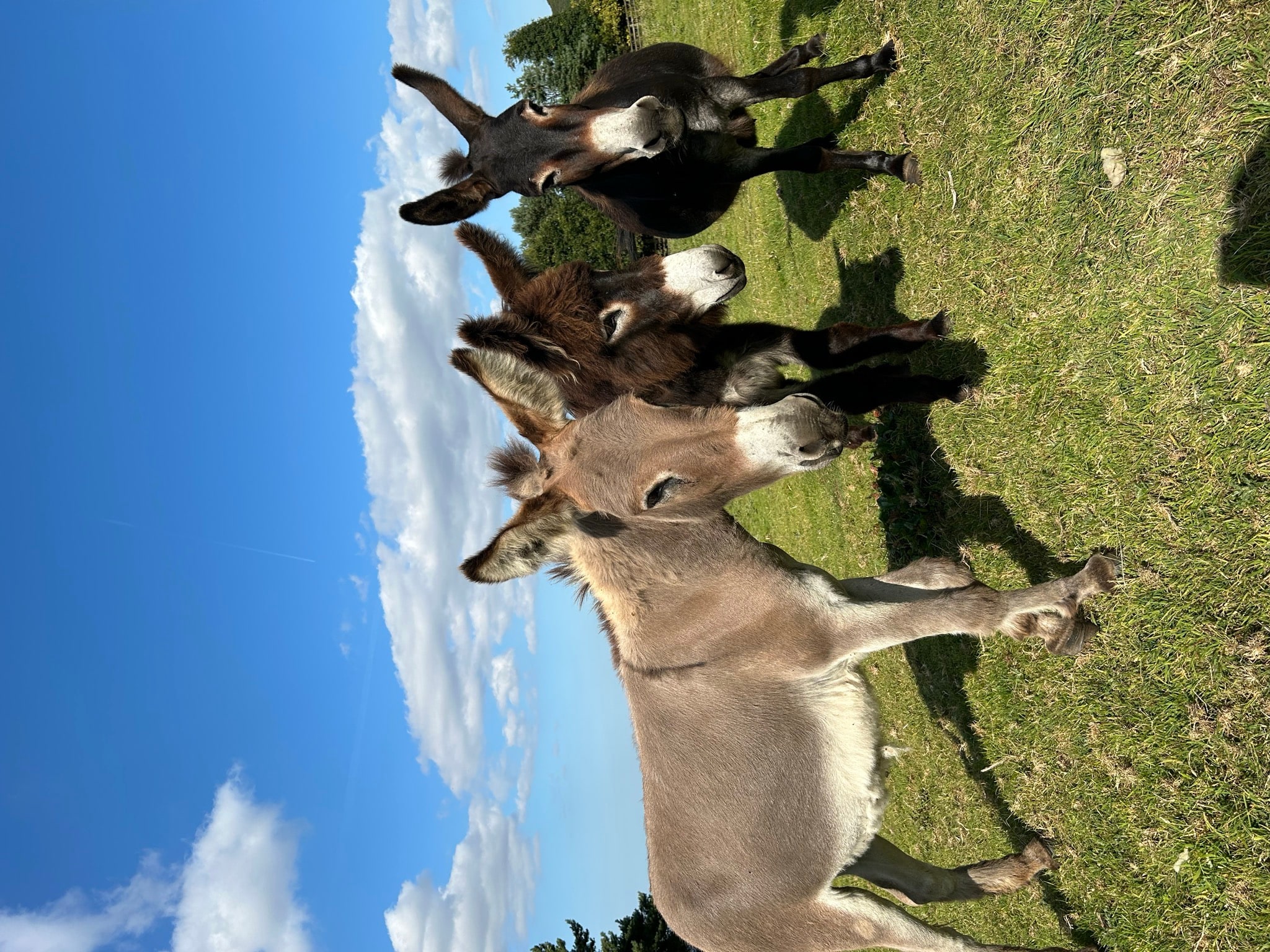 Three donkeys standing together in a sunny field