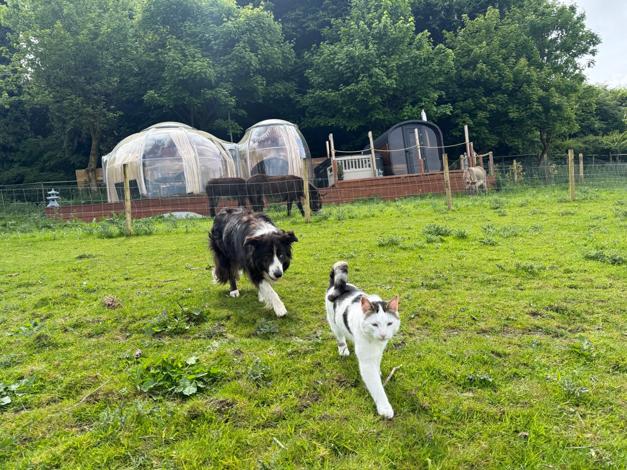A farm dog and cat walking across the grass