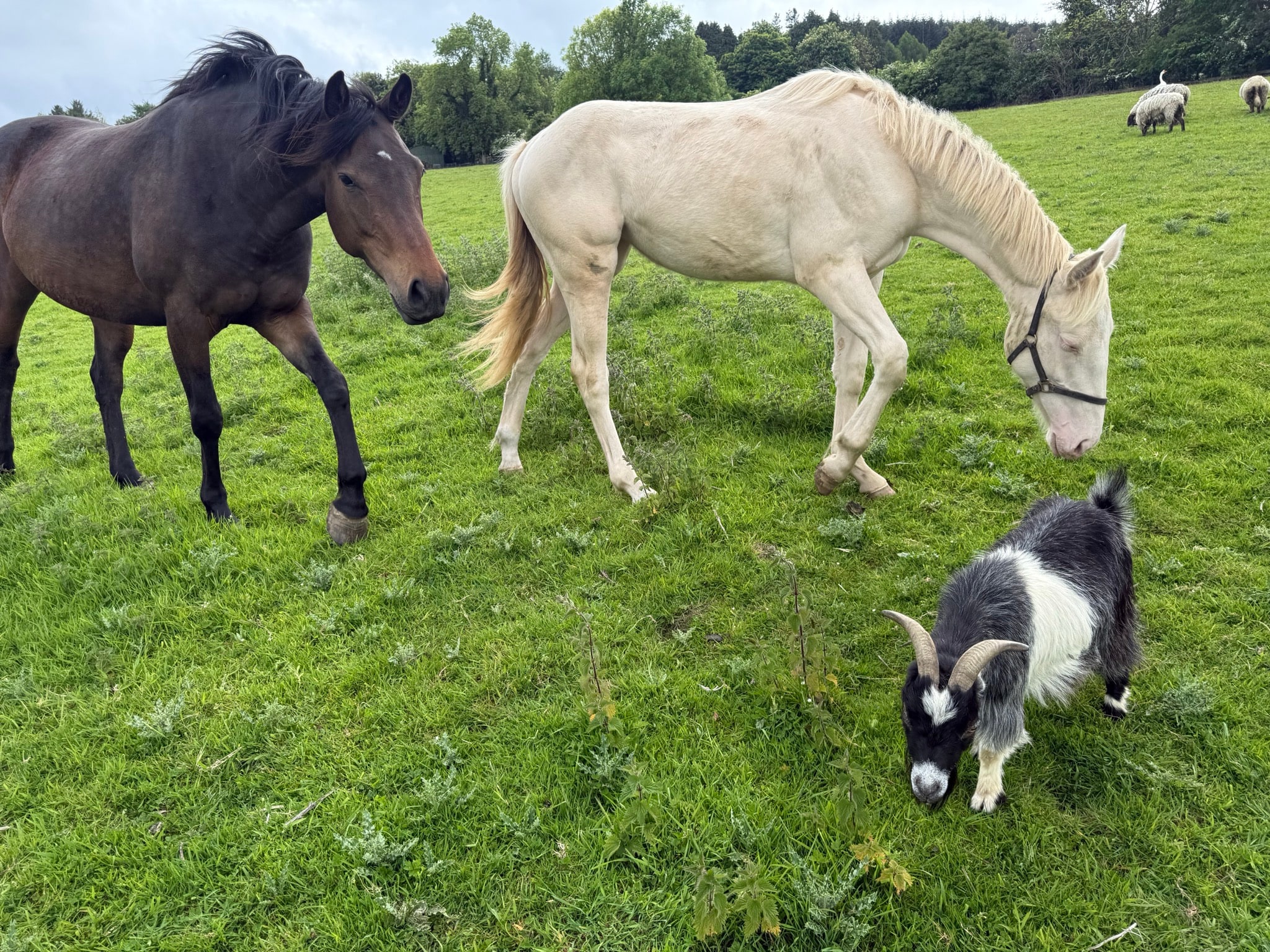 Two horses and a small goat grazing together